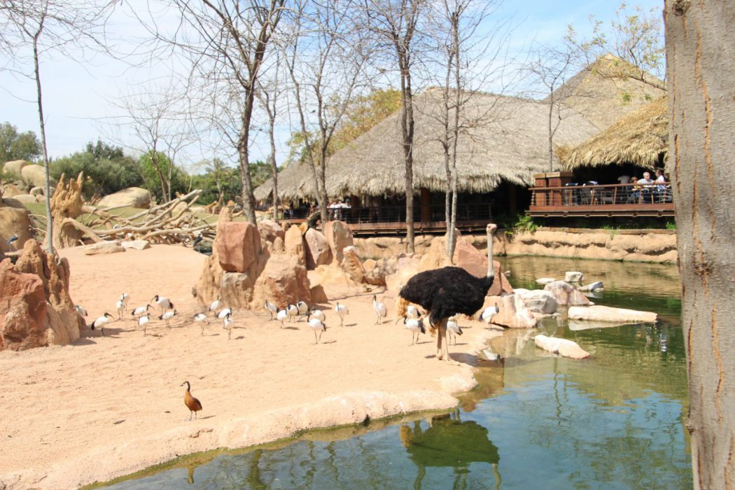 Un avestruz y al fondo la terraza del restaurante Samburu. Bioparc Valencia