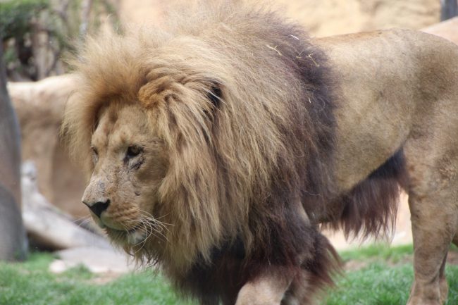 Un león. Bioparc Valencia