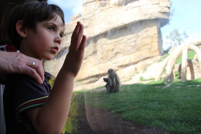 Eric mirando a los gorilas. Bioparc Valencia