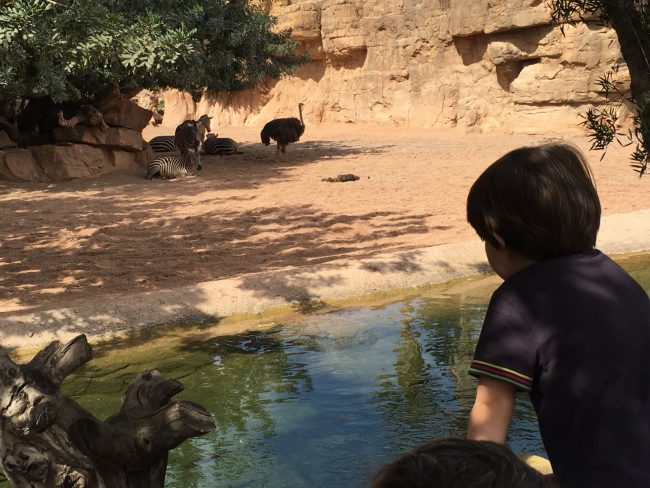 Eric mirando a los animales a lo lejos. Bioparc Valencia